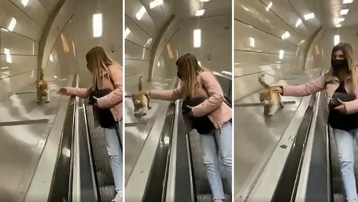 Kediler ve İstanbul: Şişhane Metrosunun Merdivenlerinin Kenarından Kayarak Sevimlilik Patlaması Yaşayan Kedi