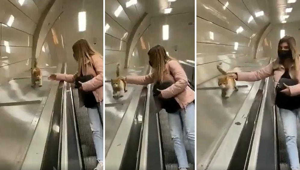 Kediler ve İstanbul: Şişhane Metrosunun Merdivenlerinin Kenarından Kayarak Sevimlilik Patlaması Yaşayan Kedi