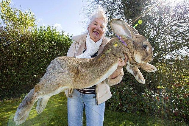 129 cm uzunluğunda olan Dairus, 2010 yılında dünyanın en büyük tavşanı olarak Guinness Dünya Rekoru'nu kazanmıştı.