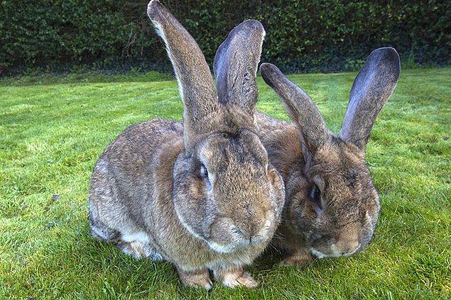 Eski bir Playboy modeli ve ünlü Annette Edwards, hafta sonu İngiltere’nin Worcestershire bölgesindeki evinden çalınan tavşanı bulan kişiye bin sterlin (yaklaşık 11 bin lira) ödül vereceğini açıkladı.