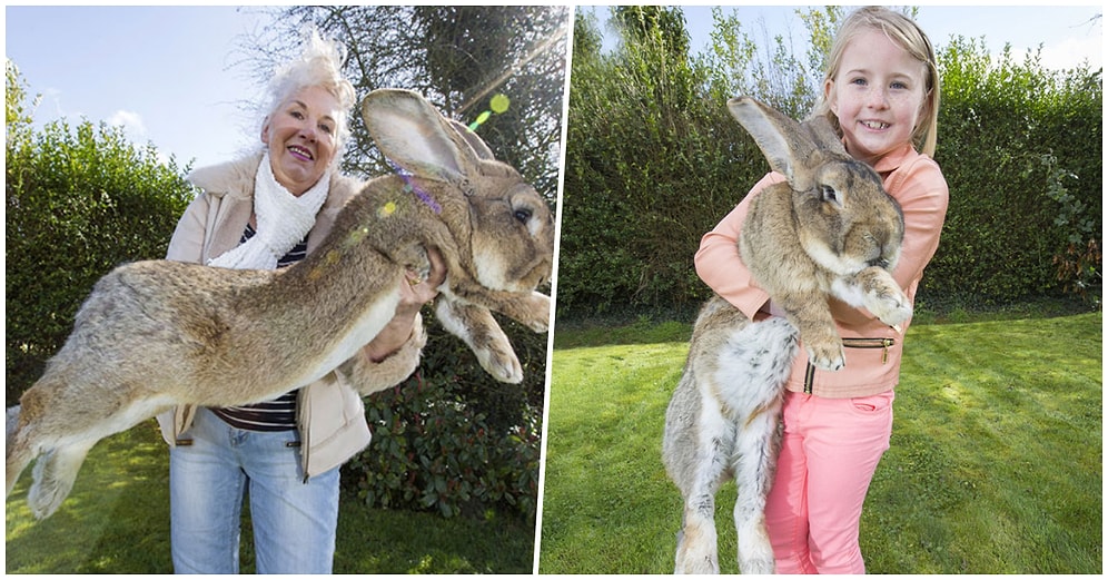 Bulana Ödül Bile Var! Guinness Rekorlar Kitabı'na Giren Dünyanın En Büyük Tavşanı Dairus Kaçırıldı