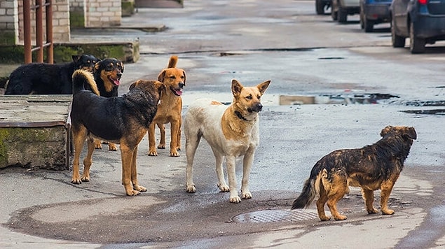 4. Yolda soğuktan titreyen bir köpek görsen ne yaparsın?