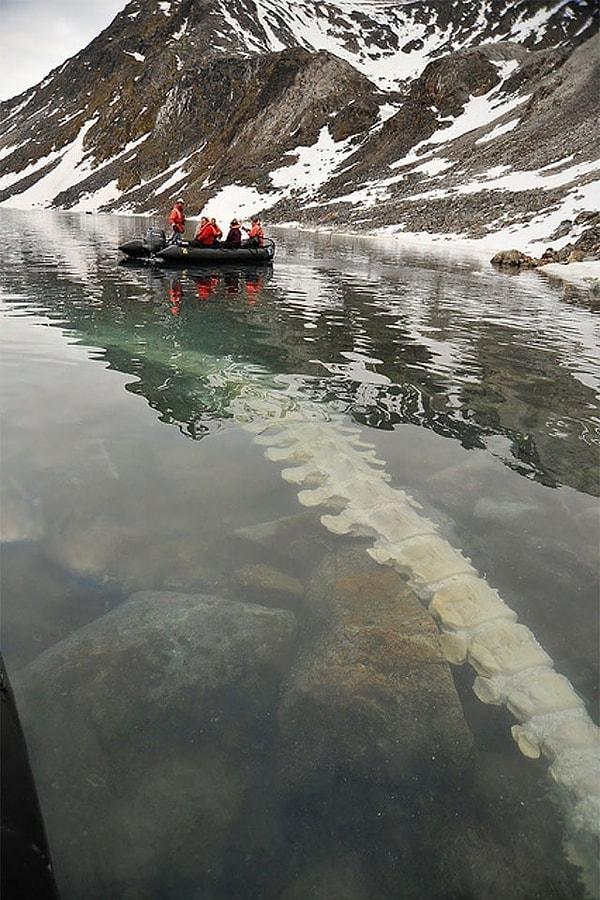 26. Norveç'te Kongsfjorden yakınlarında, donmuş suyun altındaki yüzgeç balina omurları.