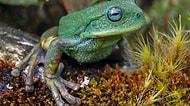 Amazon'da Yeni Kurbağa Türü Keşfedildi: Turkuaz Gözleri ve Lekesiz Cildiyle Dikkat Çekiyor