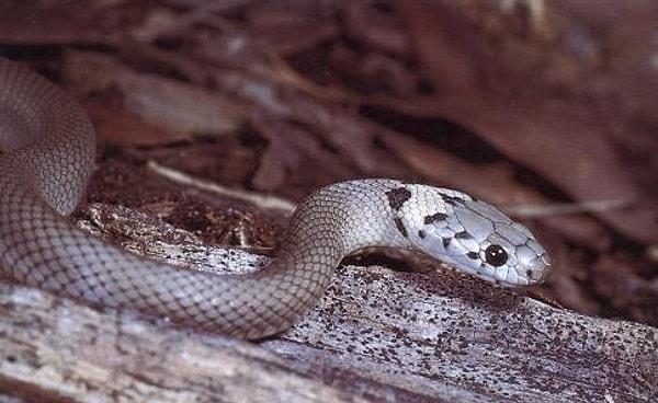 Avustralya Müzesi'nin açıklamasına göre, soluk başlı yılanlar çekingen ama sinirli bir türdür ve köşeye sıkıştıklarında kolayca telaşlanabilirler.