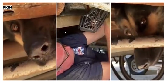 Fırtınadan Korktuğu İçin Kamyonun Altına Sıkışan Alman Kurdunu Kurtarma Operasyonu