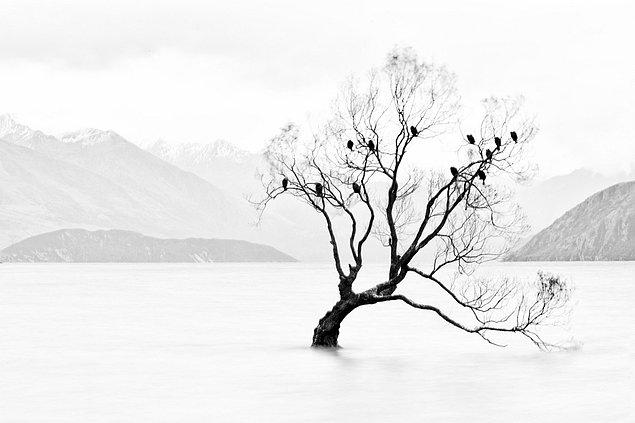 40. Doğa/Ağaçlar Kategorisi Üçüncülüğü: "Kimsesiz Ağaç, Yalnız Değil" fotoğrafıyla Hsiaohsin Chen