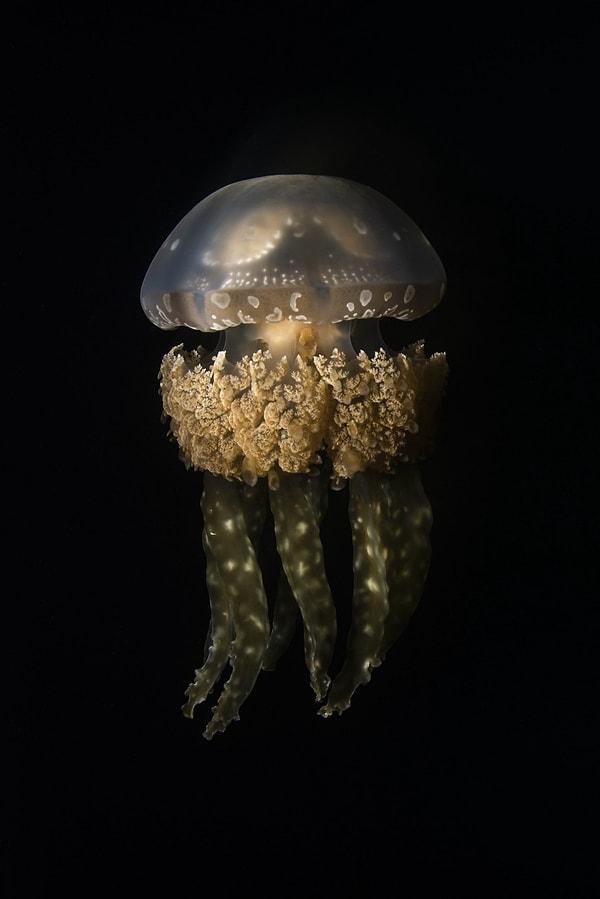 42. Doğa/Deniz Altı Kategorisi Üçüncülüğü: "Altın Medusa" fotoğrafıyla Alex Kydd