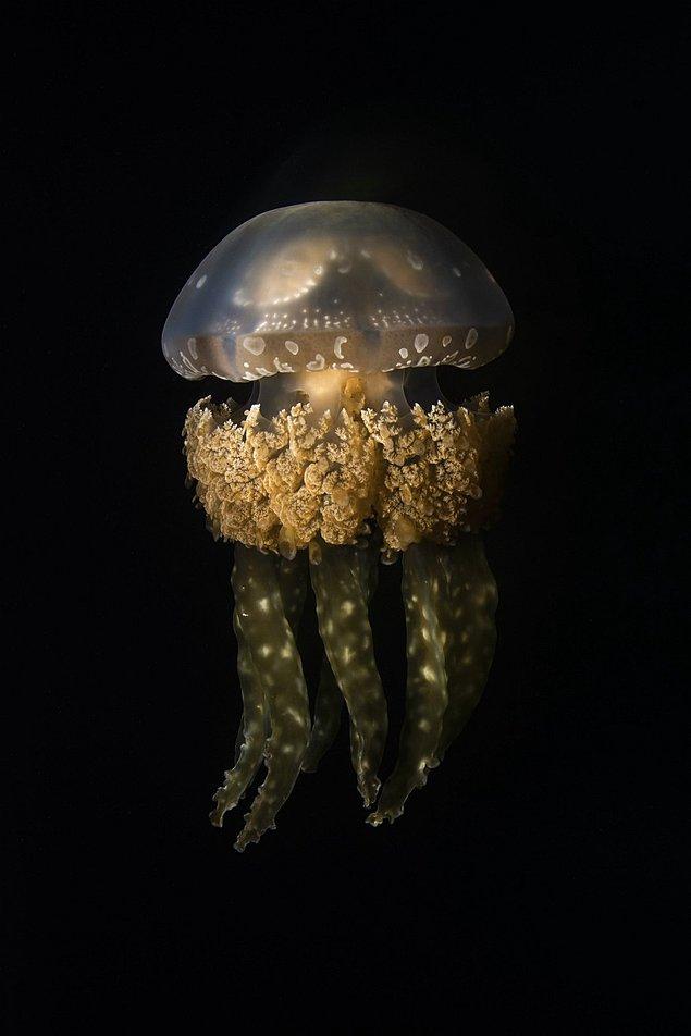 42. Doğa/Deniz Altı Kategorisi Üçüncülüğü: "Altın Medusa" fotoğrafıyla Alex Kydd