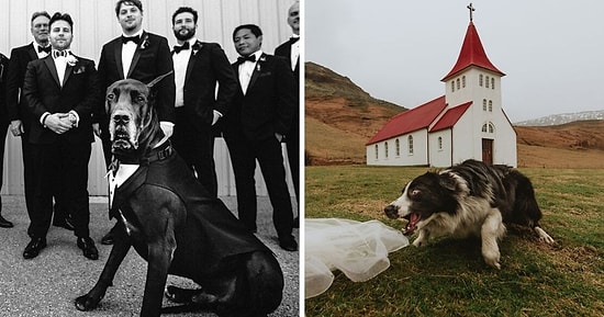 Это вам не котики: 15 очаровательных свадебных фото с участием собак