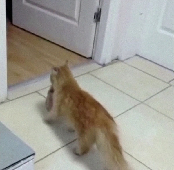 Мать-кошка принесла своих котят в больницу в Измире, Турция, в поисках помощи