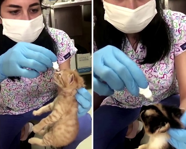 До этого рыжая кошка была знакома с местными работниками. По словам врачей, раньше они ее подкармливали, но не знали, что у нее родились котята