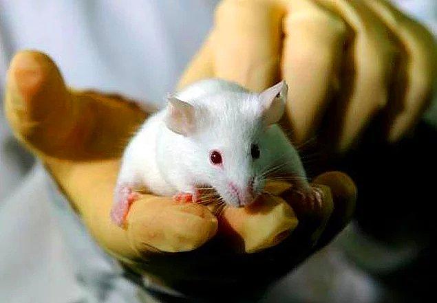 New York'ta bilim insanları yüzde dört oranında insan hücresinden oluşan bir fare embriyosu geliştirdiler.