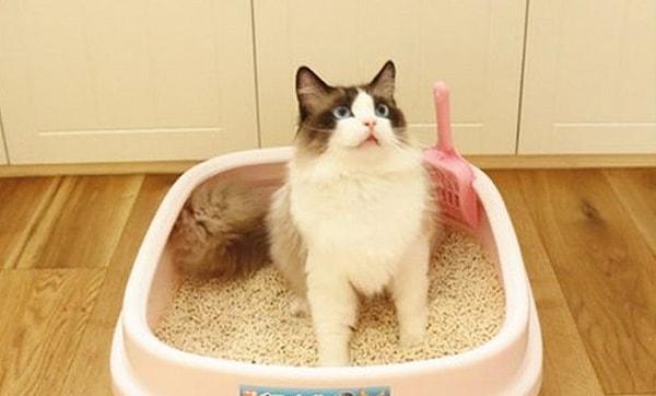5. Kedinizin tuvaletini kendi tuvaletiniz gibi güzel temizleyin.