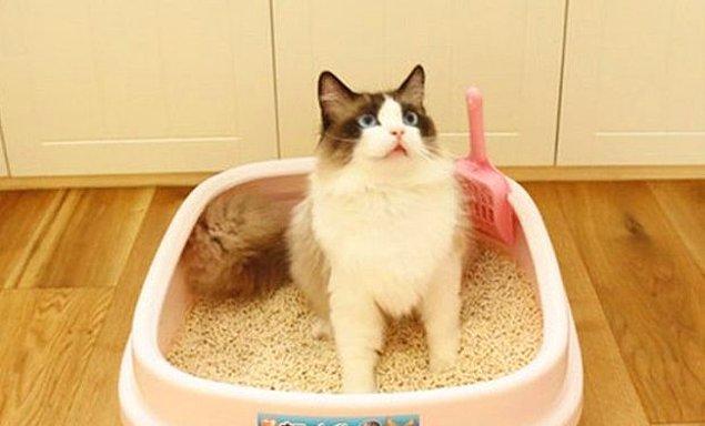 5. Kedinizin tuvaletini kendi tuvaletiniz gibi güzel temizleyin.