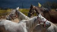Türkiye '128 Milyar Doları' Ararken İBB'nin Hibe Ettiği Atlar da 'Kayboldu'