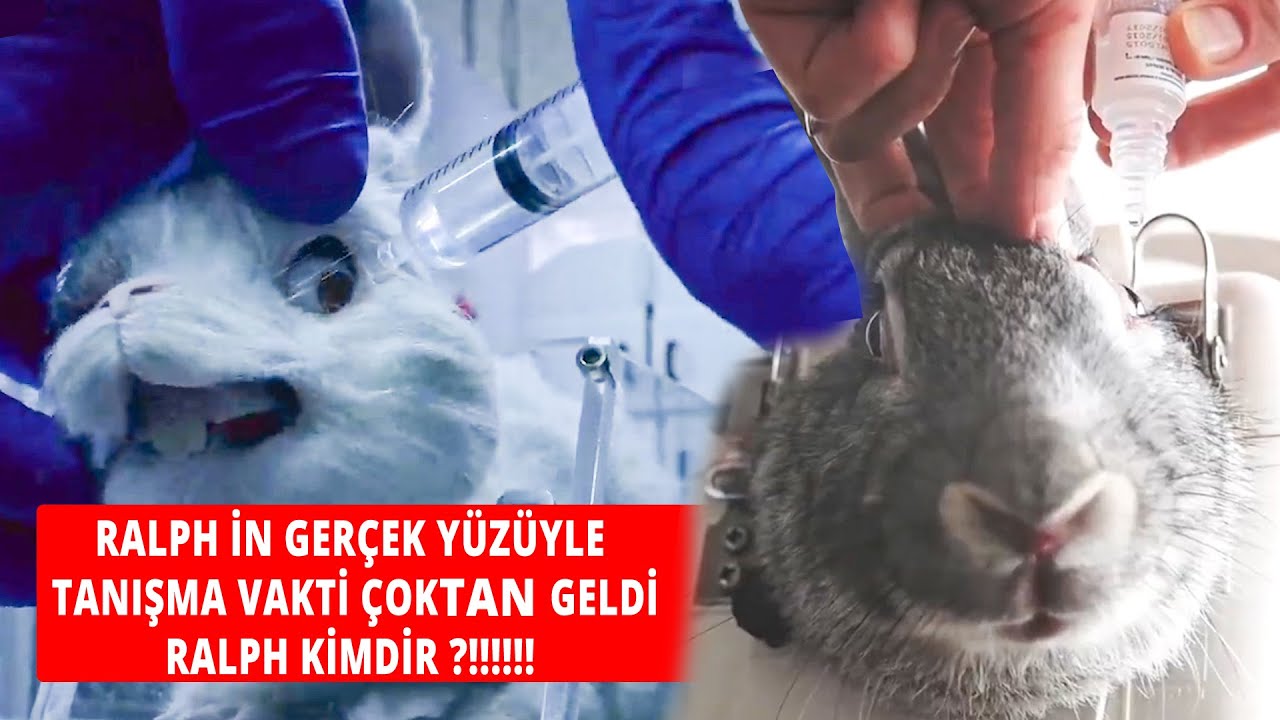 bakire bozma porno