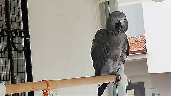 'Maske Tak' Deyip Koronavirüse Karşı Uyaran, Şarkı Söyleyip, Andımız'ı ve İzmir Marşı'nı Okuyan Papağan