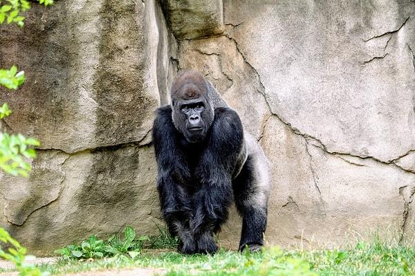 4. Goriller işaret dilini öğrenebilir.