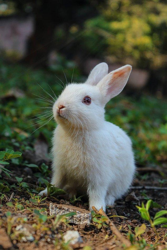 6. Tavşanlar çığlık atabilir.