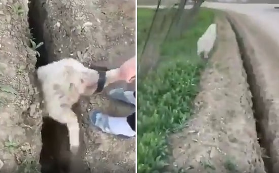 Aynı Hayatı Bir Daha Yapmam Dedikten 5 Saniye Sonra: Delikten Kurtarılır Kurtarılmaz Yine Deliğe Düşen Koyun