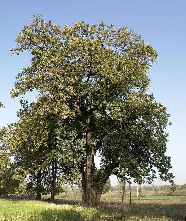 Hızlı büyüyen Mahua ağacı, 20 metreye kadar uzayabilir.