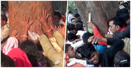 Hindular Tarafından İyileştirici Olduğuna İnanılan Mahua Ağacı