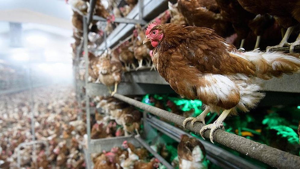 Vatandaşı 'Garanti Kupon' Vaadiyle Dolandıran Şebeke Tavuk Çiftliği Kurmuş