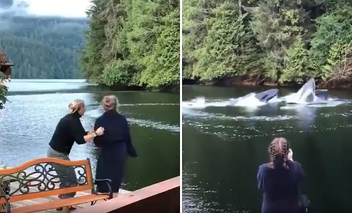 Kanada'da İnsanların Çok Yakınına Gelen Balinaların Büyüleyici Görüntüleri