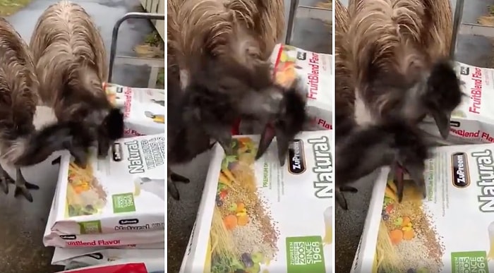 Mama Poşetlerinin Üzerindeki Fotoğraflarını Mama Zannedip Yemeye Çalışan Hayvanların Moral Bozan Görüntüleri