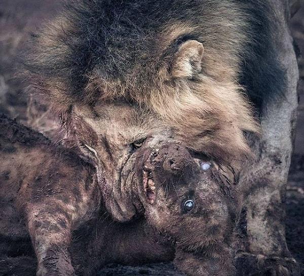 1. Afrika'da bir aslan tarafından öldürülen sırtlan: