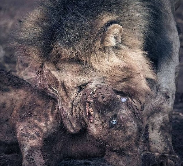1. Afrika'da bir aslan tarafından öldürülen sırtlan: