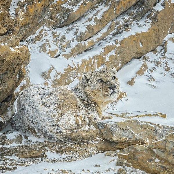 8. Kamufle olmayı başaran bir kar leoparı: