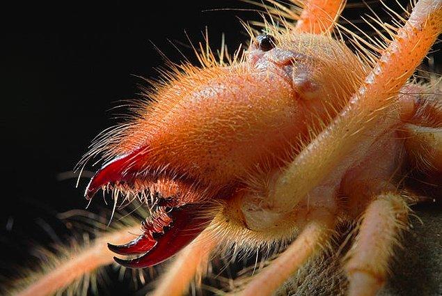 12. Saatte 15 kilometre hızla hareket eden bir sarı kız örümceği: