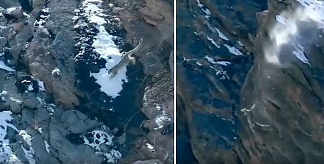 Avı İçin Gözünü Karartan Kar Leoparının Avıyla Birlikte Onlarca Metre Yükseklikten Düştüğü Anlar