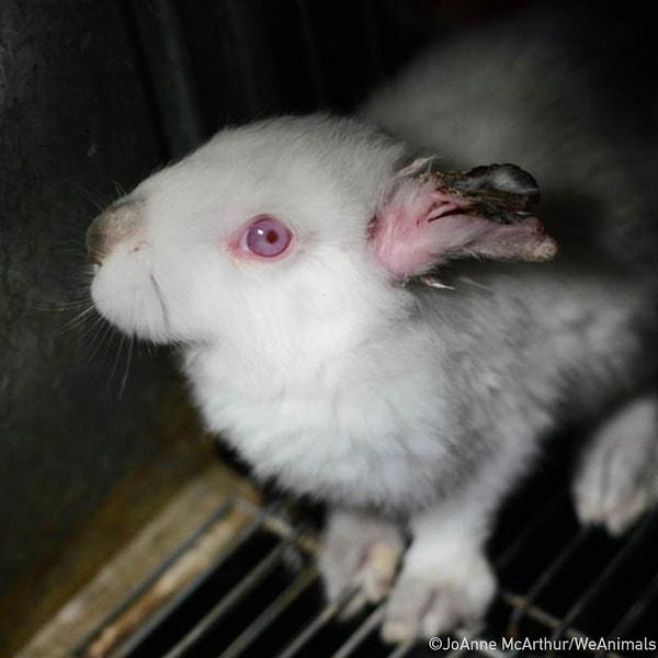 Testler sonucu rahatsızlaşan hayvanlar iyileşmedikleri takdirde öldürülüyor.
