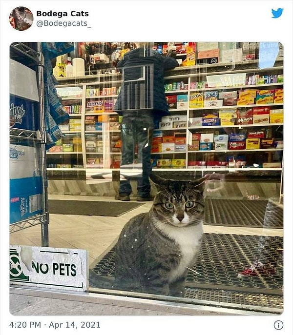 4. Никаких животных, говорите? Правила здесь устанавливаю я!