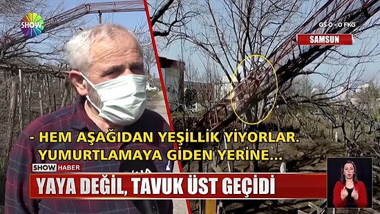 İyi İnsanlar İyi ki Varlar: Yayalar İçin Değil Tavuklar İçin Üst Geçit Yapan Adam
