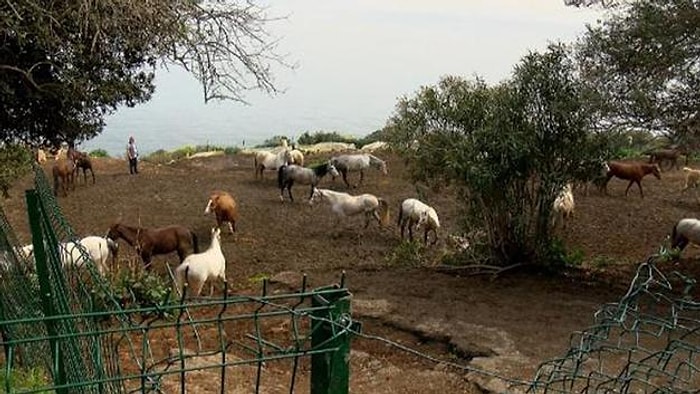 Sucuk Mu Yapıldı? İBB'nin Dörtyol Belediyesi'ne Hibe Ettiği Kayıp Atlarla İlgili Yeni Ayrıntılar