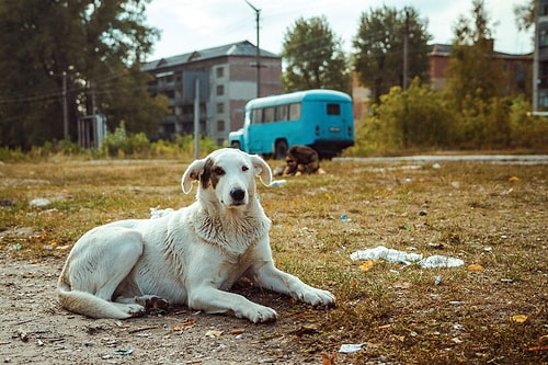 Köpeklere Mikroçip Geliyor: Taktırmayana 10 Bin TL Ceza