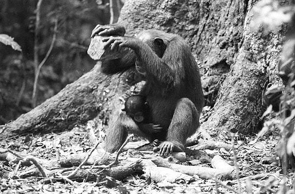 4. Şempanzelerin Fındık Kırmak İçin Kullandıkları Aletler / Fildişi Sahili