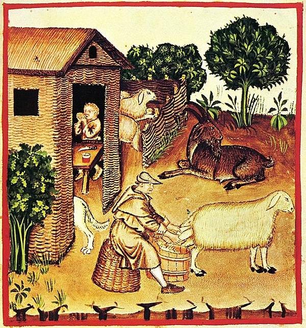 9. Orta Çağ'daki çiftlik hayvanlarının boyutu, günümüz hayvanlarından önemli ölçüde farklıydı.