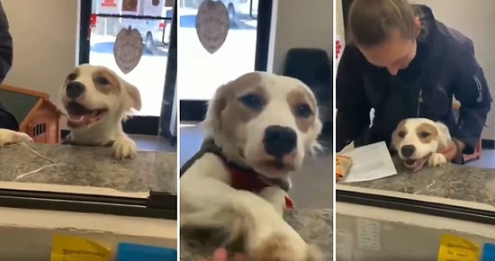 Barınaktan Sahiplendirileceğini Anlayan Köpeğin Aşırı Mutlu Olduğu Anlar