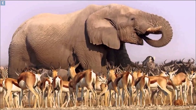 3. Africa