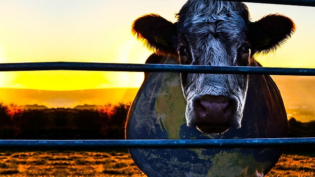 8. Cowspiracy: Sürdürülebilirliğin Sırrı (2014)