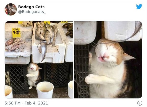 12. Ммм, свежатинка!