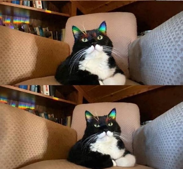 5. "Кот с радужными ушками".