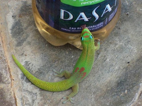 8. "Геккон утоляет жажду капельками воды, образовавшимися на бутылке".