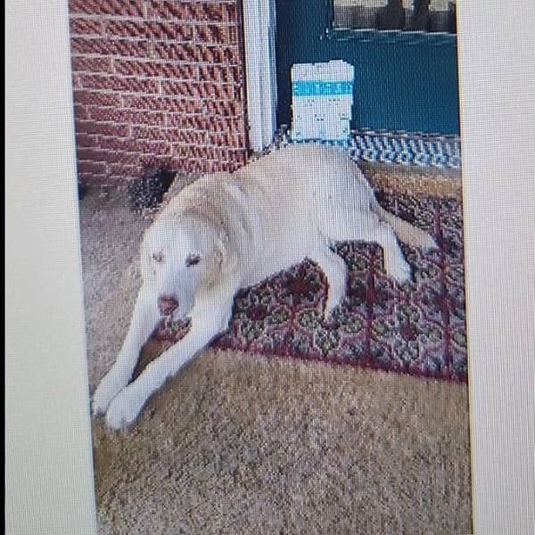 1. "Сегодня Амазон прислал мне вот такое фото в подтверждение доставки моей посылки".