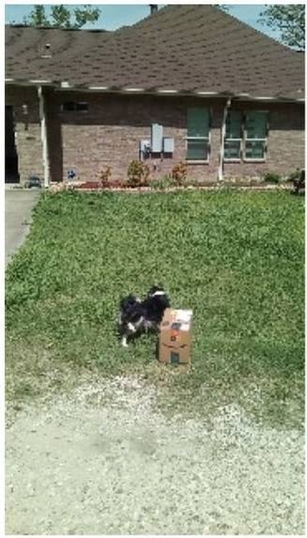 7. "Моя собака пометила посылку как раз во время того, как курьер делал фото".